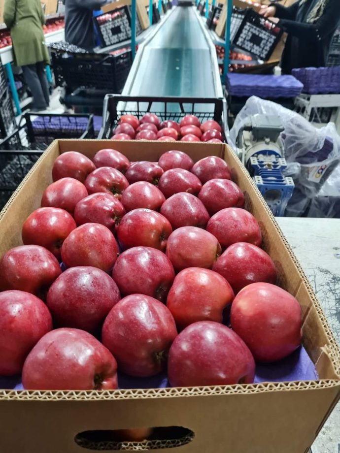 ⁦🍎 عرض خاص: تفاح أحمر أوكراني⁩ - الصورة ⁦2⁩