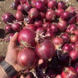 ⁦🧅 عرض خاص: بصل أحمر طازج 🧅⁩ - الصورة ⁦9⁩
